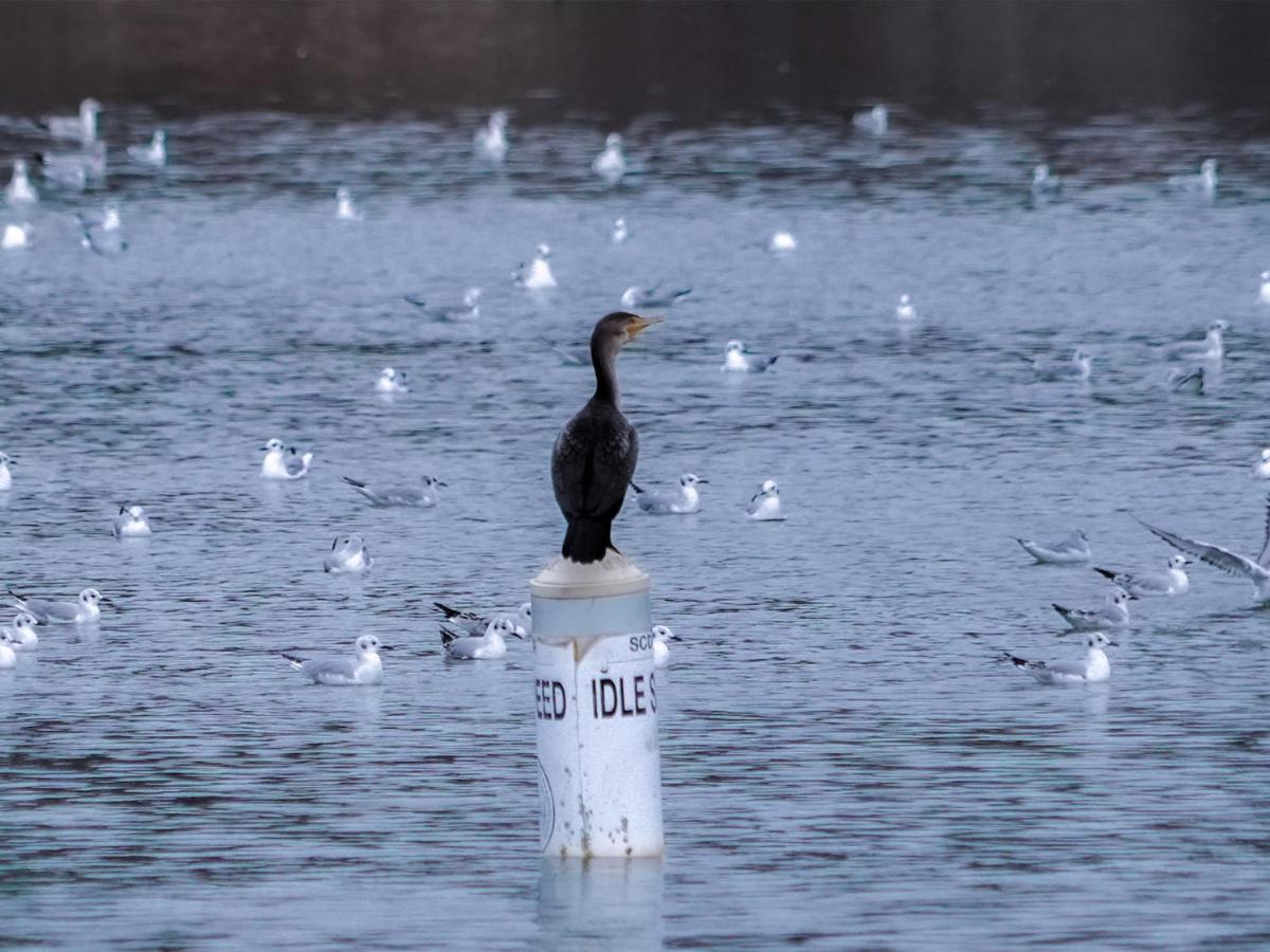 Bells Marina & Fishing Resort - Santee Lake Marion By I95 - Family Adventure, Pets On Request! Eutawville Exteriér fotografie