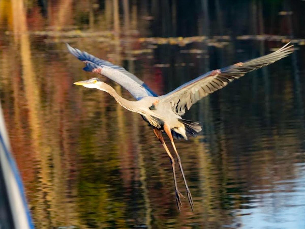 Bells Marina & Fishing Resort - Santee Lake Marion By I95 - Family Adventure, Pets On Request! Eutawville Exteriér fotografie