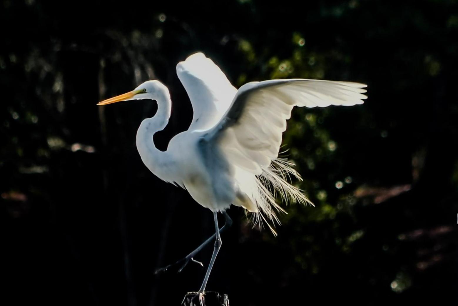 Bells Marina & Fishing Resort - Santee Lake Marion By I95 - Family Adventure, Pets On Request! Eutawville Exteriér fotografie